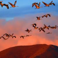 Bosque del Apache