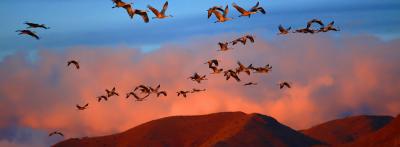 Bosque del Apache